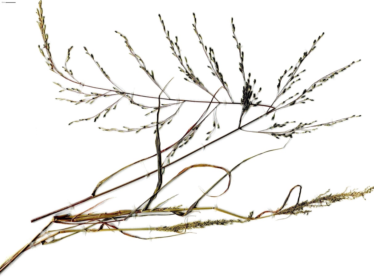 Eragrostis virescens (Poaceae)